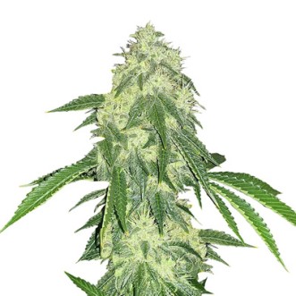 Семена конопли Auto Northern Light Feminised